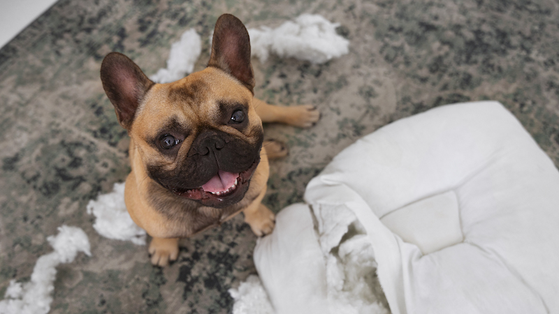 Szkody wyrządzone przez zwierzęta